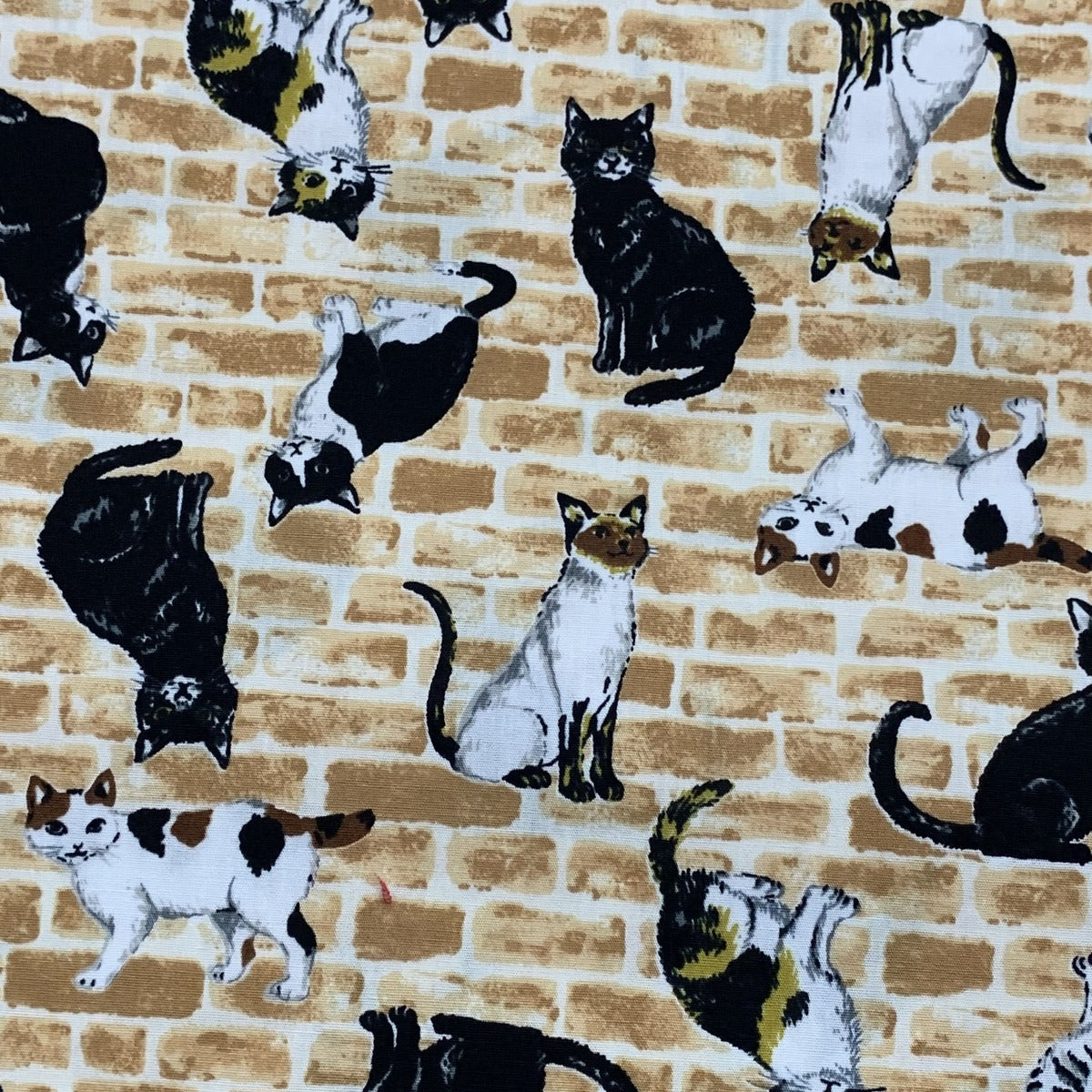 GATOS-6