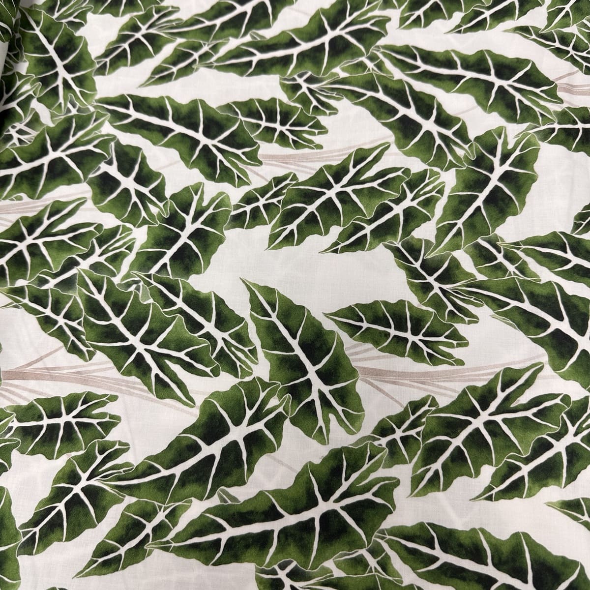 ALOCASIA