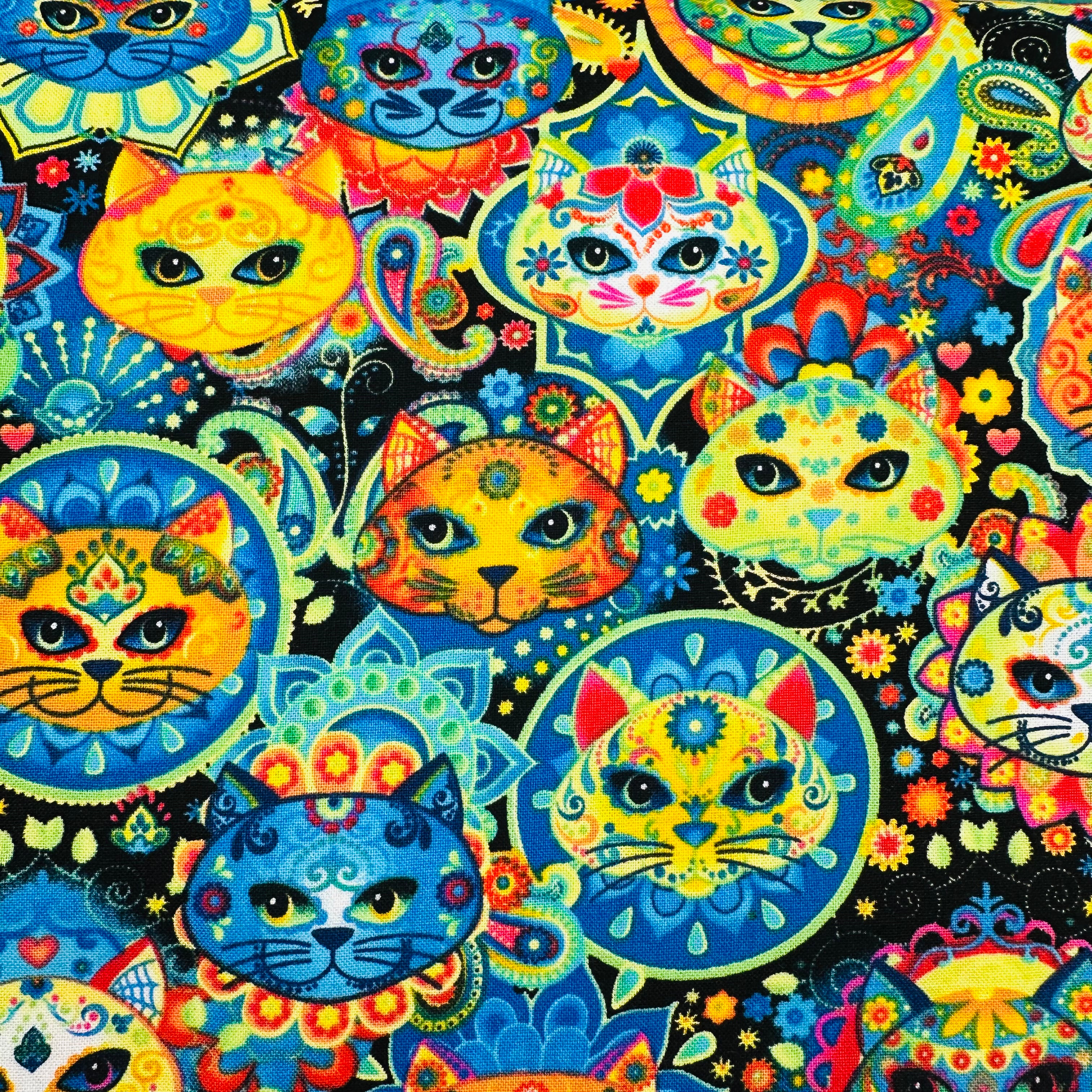 GATOS CATRINAS 2